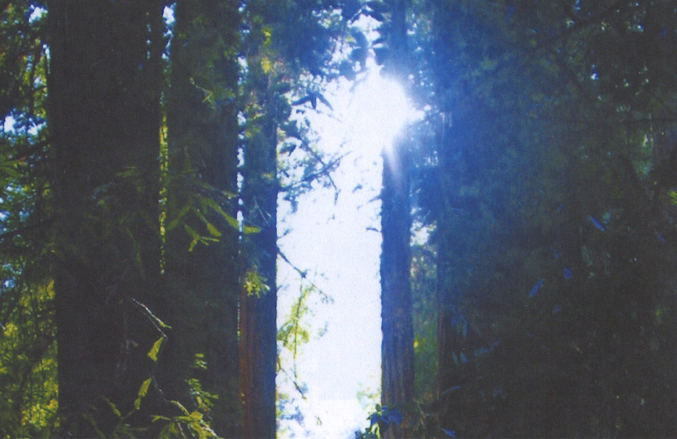 Muir Woods in AMERICA